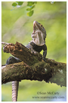 Lizard in a tree, Puerto Jimenez, Osa Peninsula